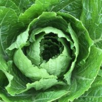 白菜(ハクサイ) の栄養｜効果・効能や旬の時期、選び方や保存方法は？の画像