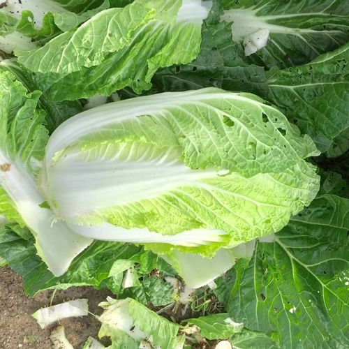 白菜の栽培 育て方 種まきの時期や苗の植え方は 結球させる方法は Greensnap グリーンスナップ