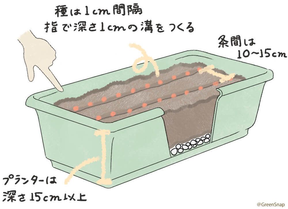 プランター 種まき 筋まき