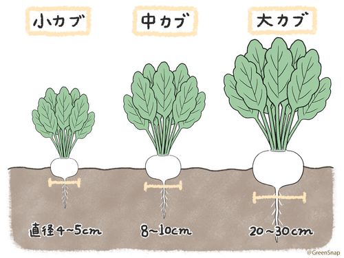 カブの栽培 育て方 プランターで収穫するコツは 種まきや間引きの方法は Greensnap グリーンスナップ