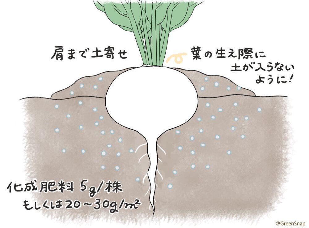 カブ 追肥　土寄せ