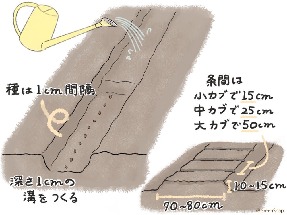 カブ 畑 種まき