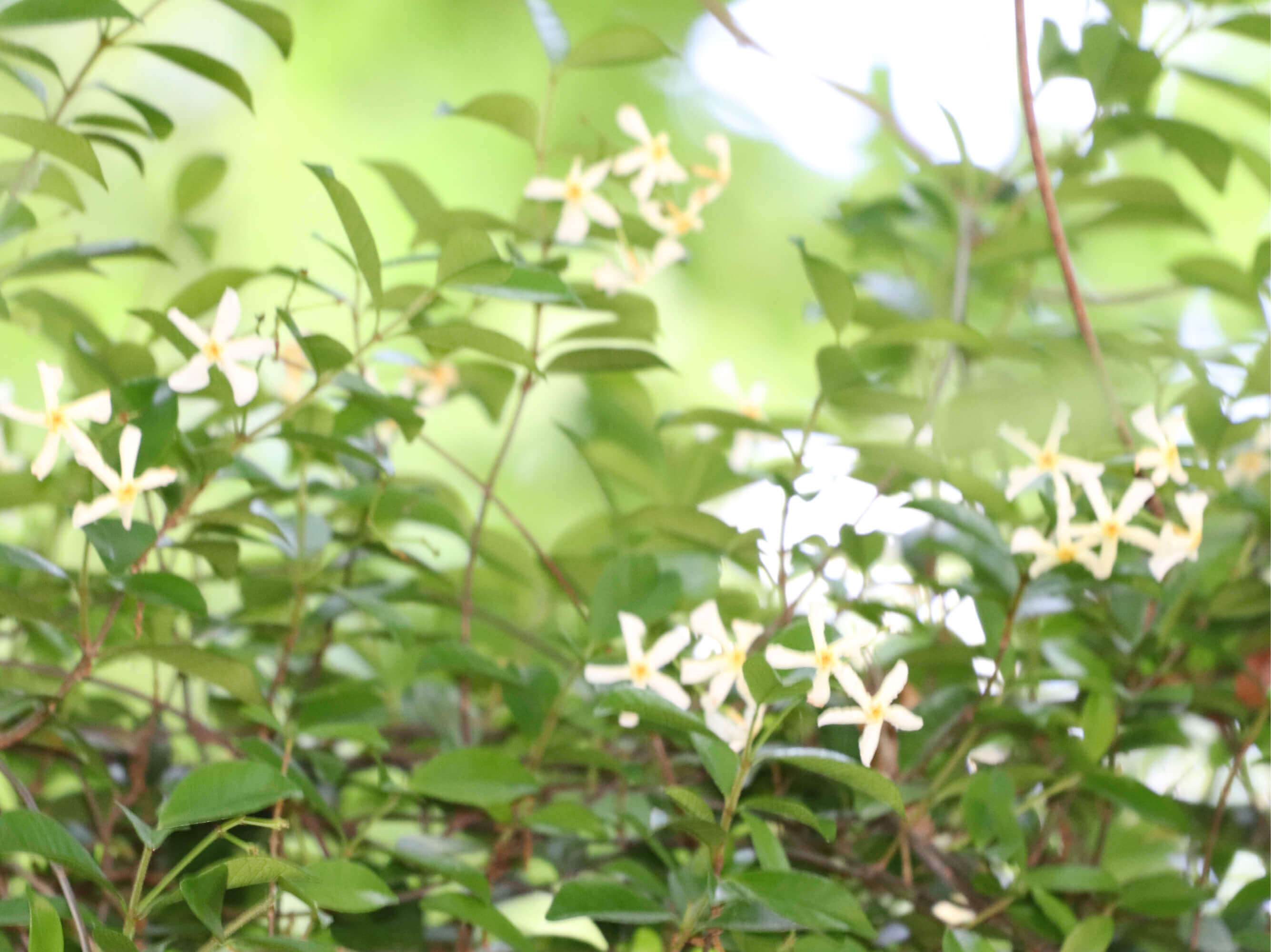 テイカカズラの花言葉 花の特徴や種類 グリーンカーテンにおすすめ Greensnap グリーンスナップ