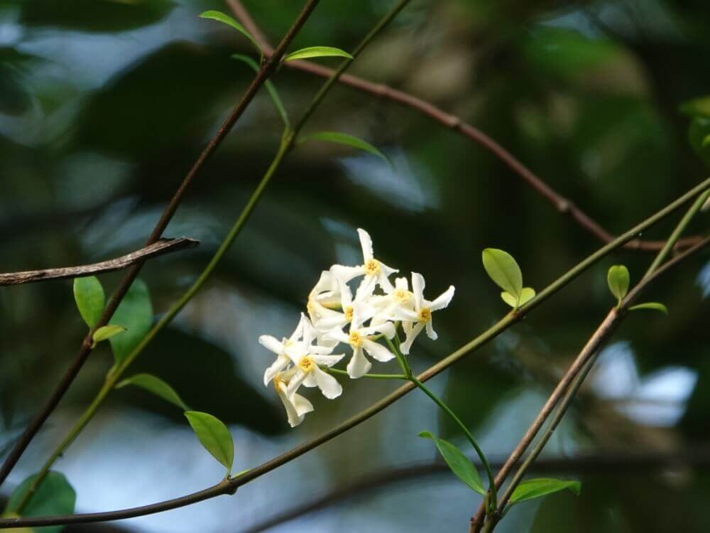 テイカカズラの花言葉 花の特徴や種類 グリーンカーテンにおすすめ Greensnap グリーンスナップ