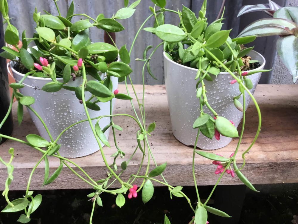 ディスキディア