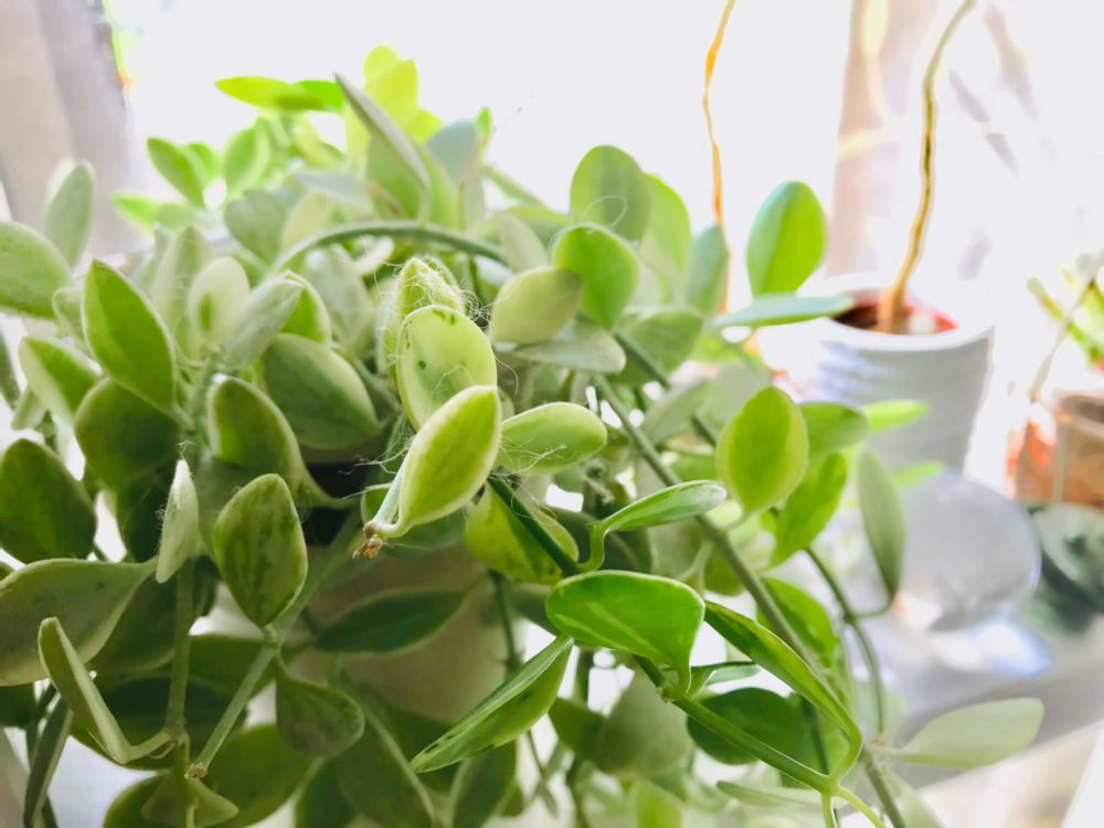 ディスキディア