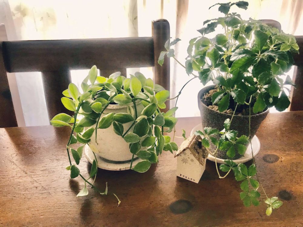 ディスキディア