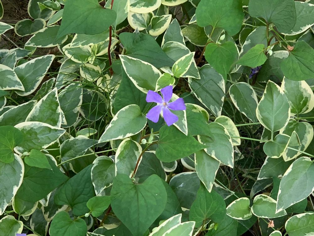 ツルニチニチソウ