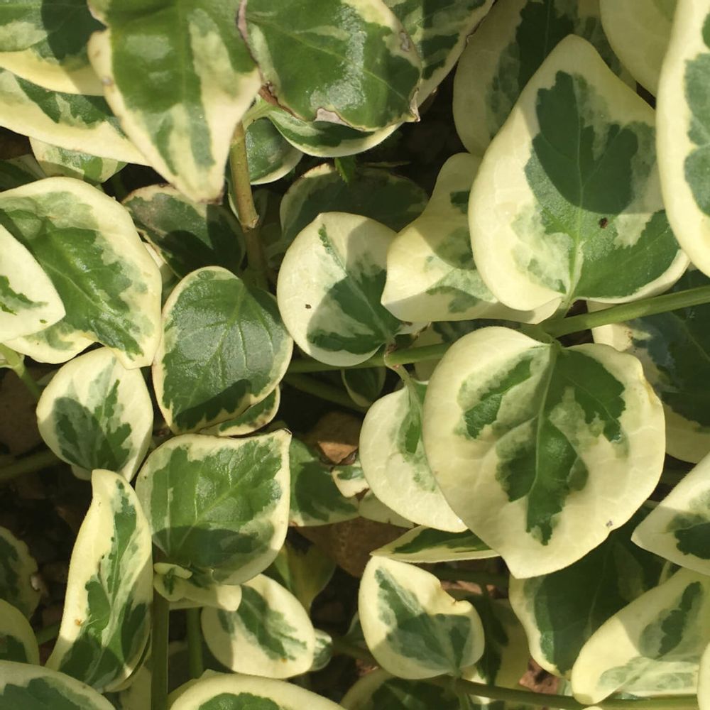 ツルニチニチソウ