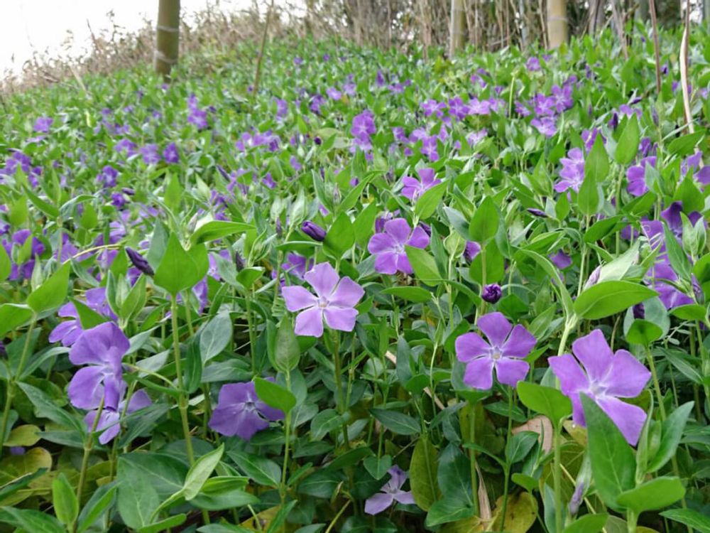 ツルニチニチソウ