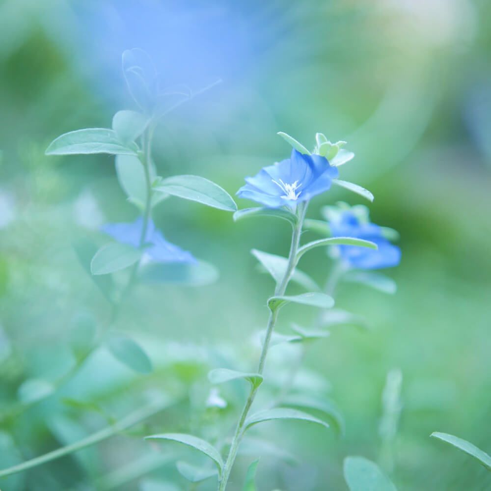 アメリカンブルー