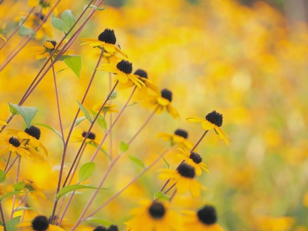 ルドベキアの花言葉 タカオなどの人気種類は 似た花はヒマワリ以外にもある Greensnap グリーンスナップ
