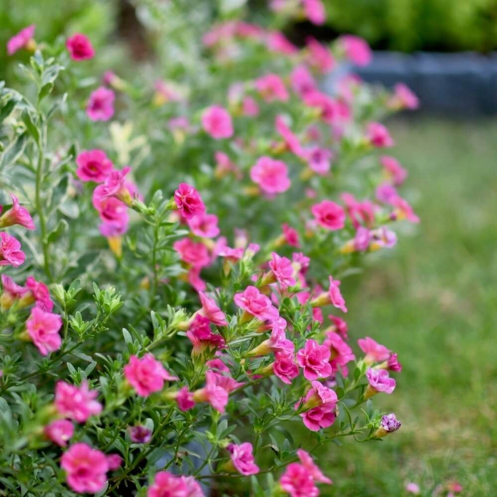 カリブラコア ティフォシーダブル