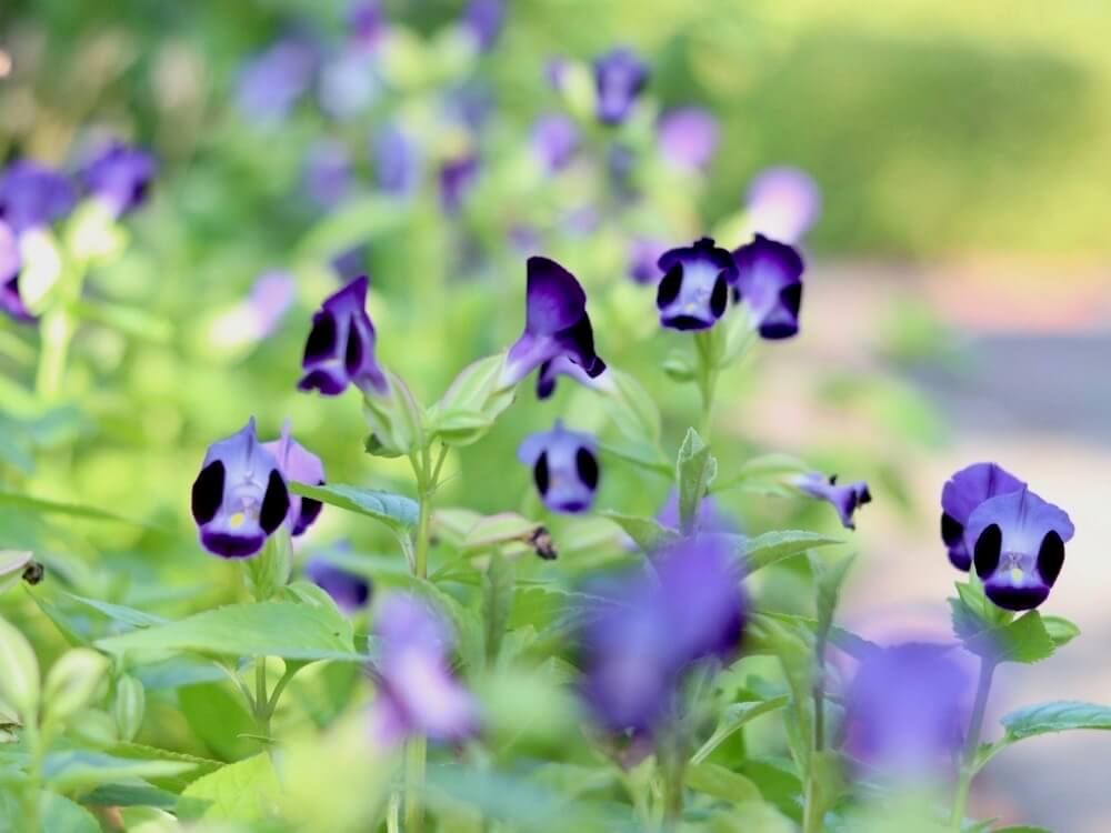 トレニア　紫色の花