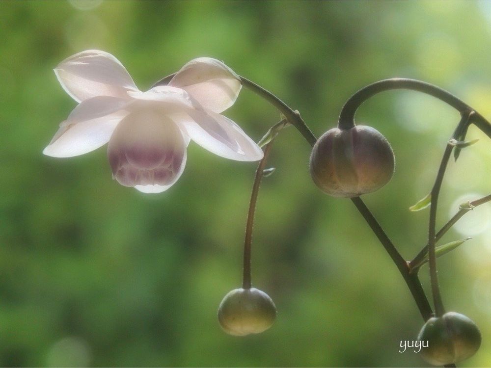 レンゲショウマ