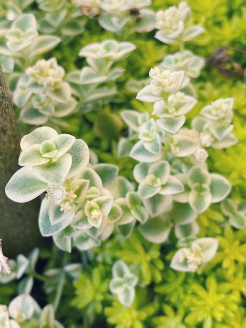 クラッスラの花言葉 意味や種類 紅葉はするの Greensnap グリーンスナップ