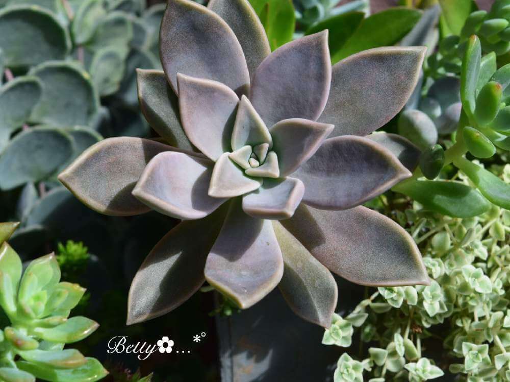 グラプトペタル