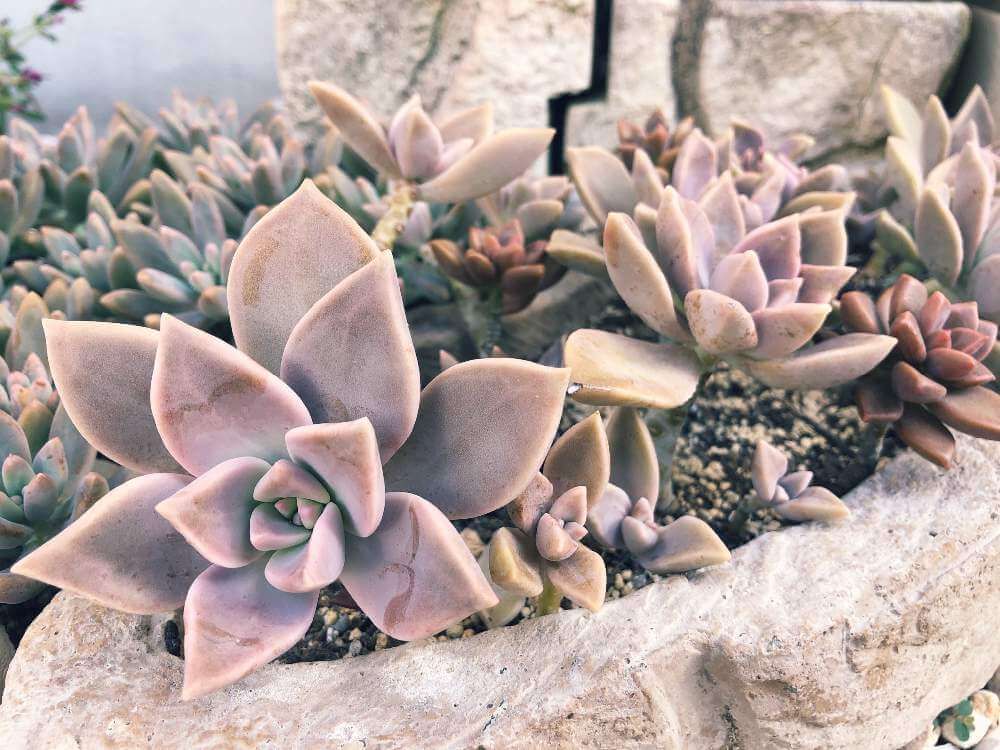 グラプトベタルム