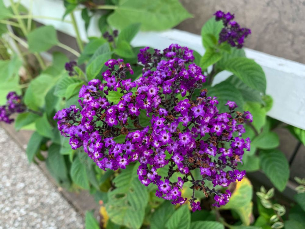 ヘリオトロープ