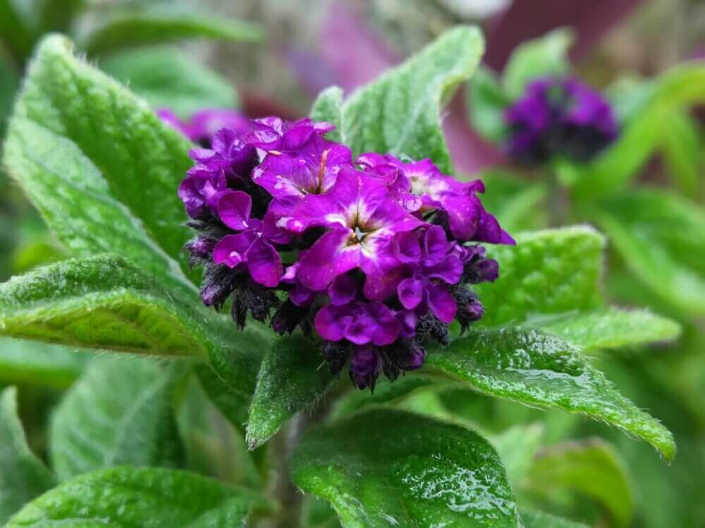 ヘリオトロープ