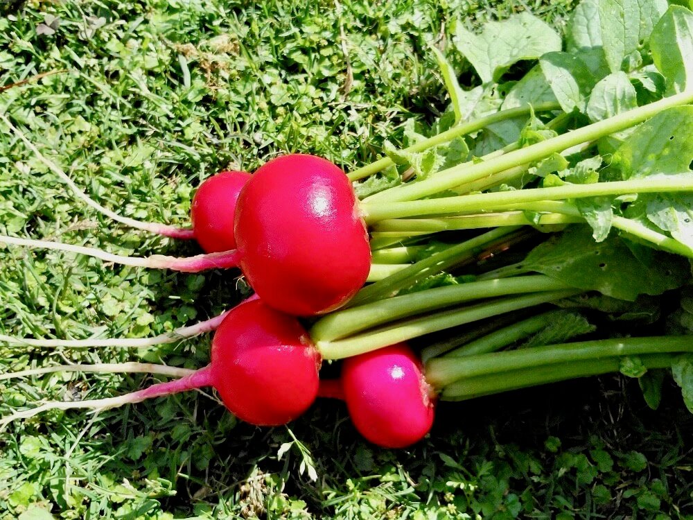ラディッシュの栽培 育て方 種まきや間引きの方法は プランターで収穫できる Greensnap グリーンスナップ