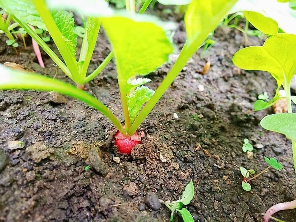 ラディッシュの育て方 失敗しらずの栽培のコツとは プランター向きの野菜 Greensnap グリーンスナップ