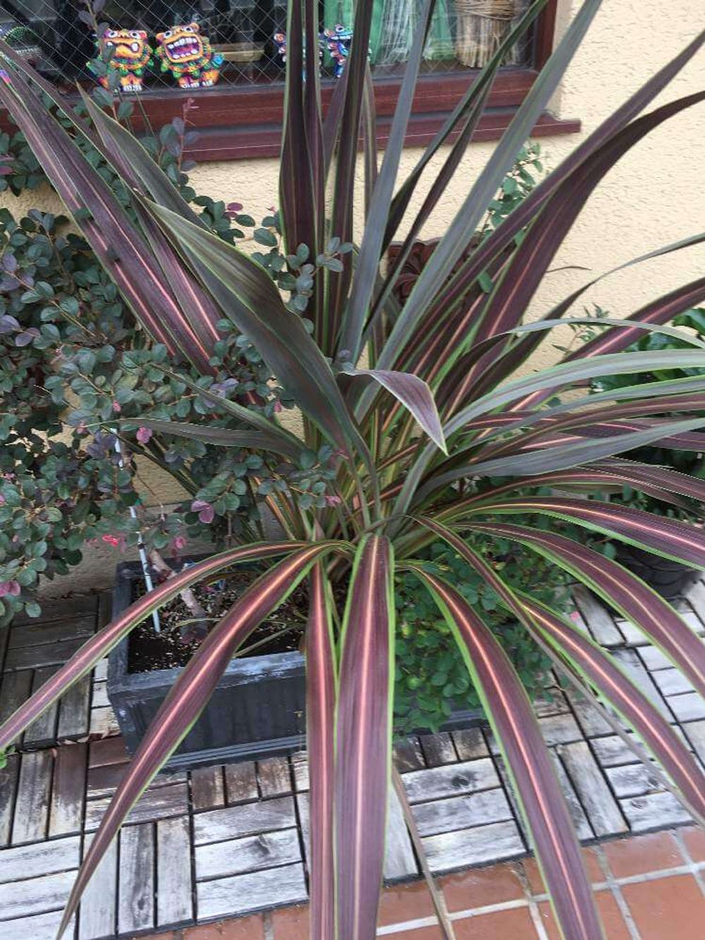 ニューサイラン