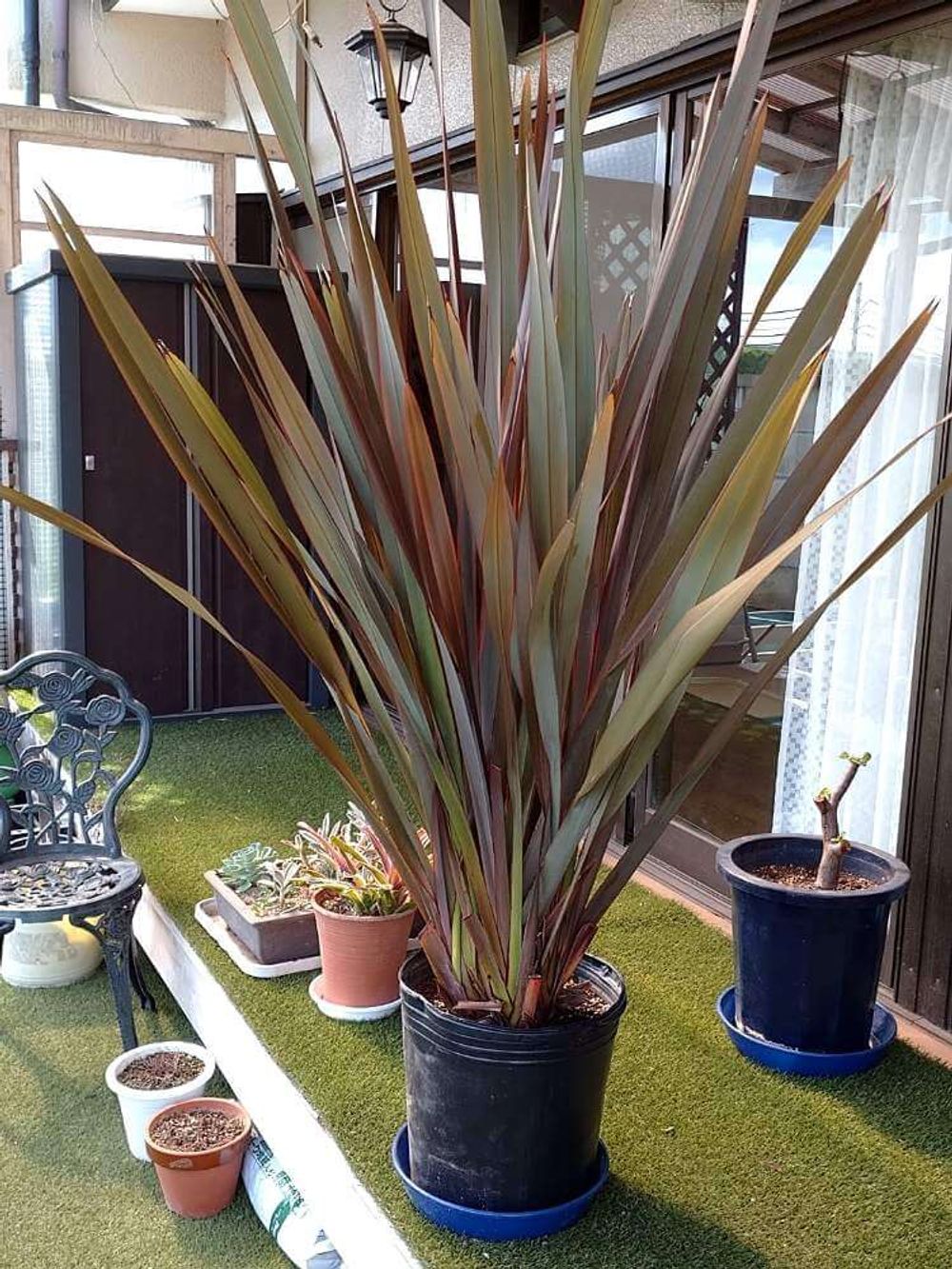 ニューサイラン