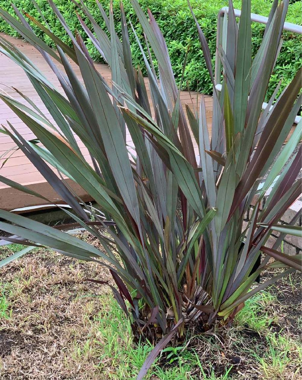 ニューサイラン