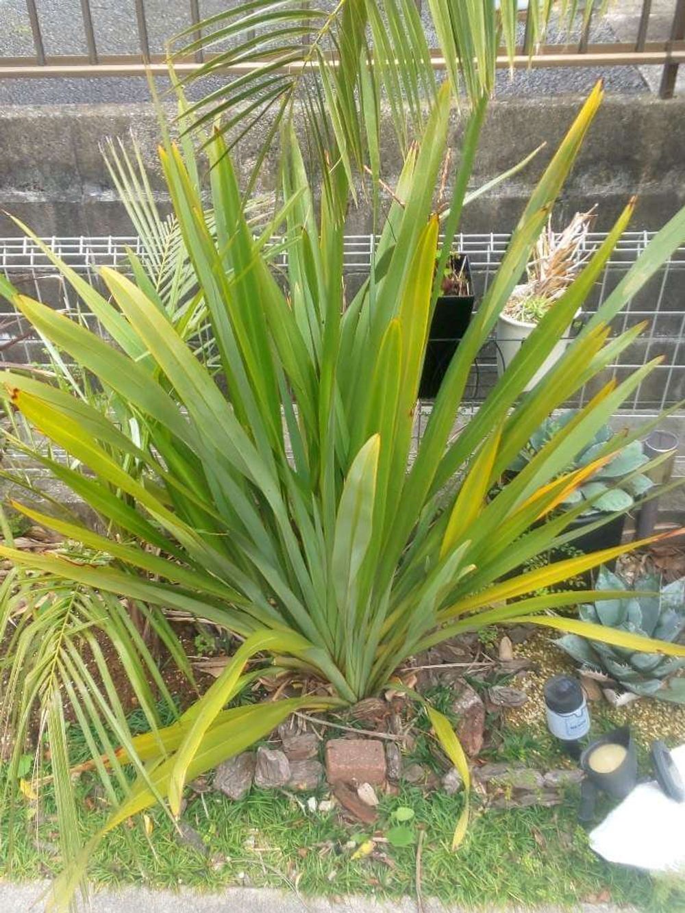 ニューサイラン