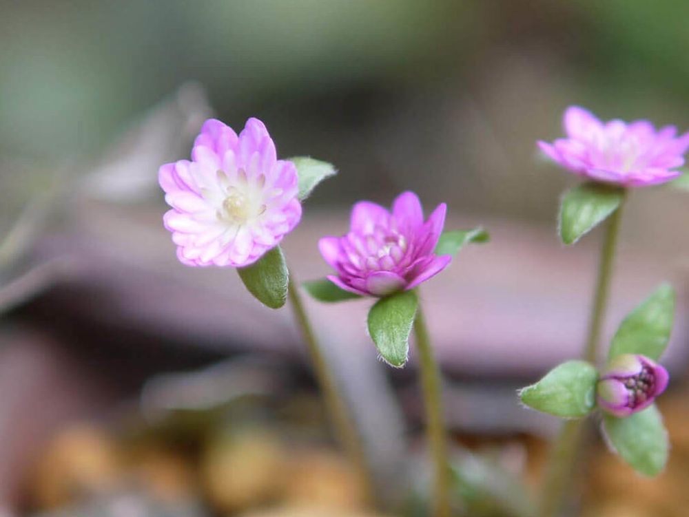 ユキワリソウ　ミスミソウ　ピンク色の花