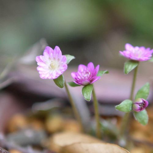 1月の誕生花 日にちごとの花の一覧や花言葉 フラワーギフトにもおすすめ Greensnap グリーンスナップ