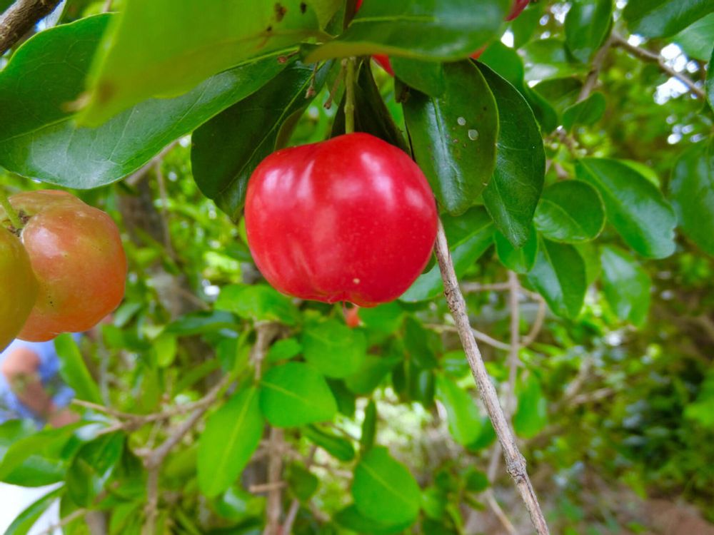 アセロラ　赤い実