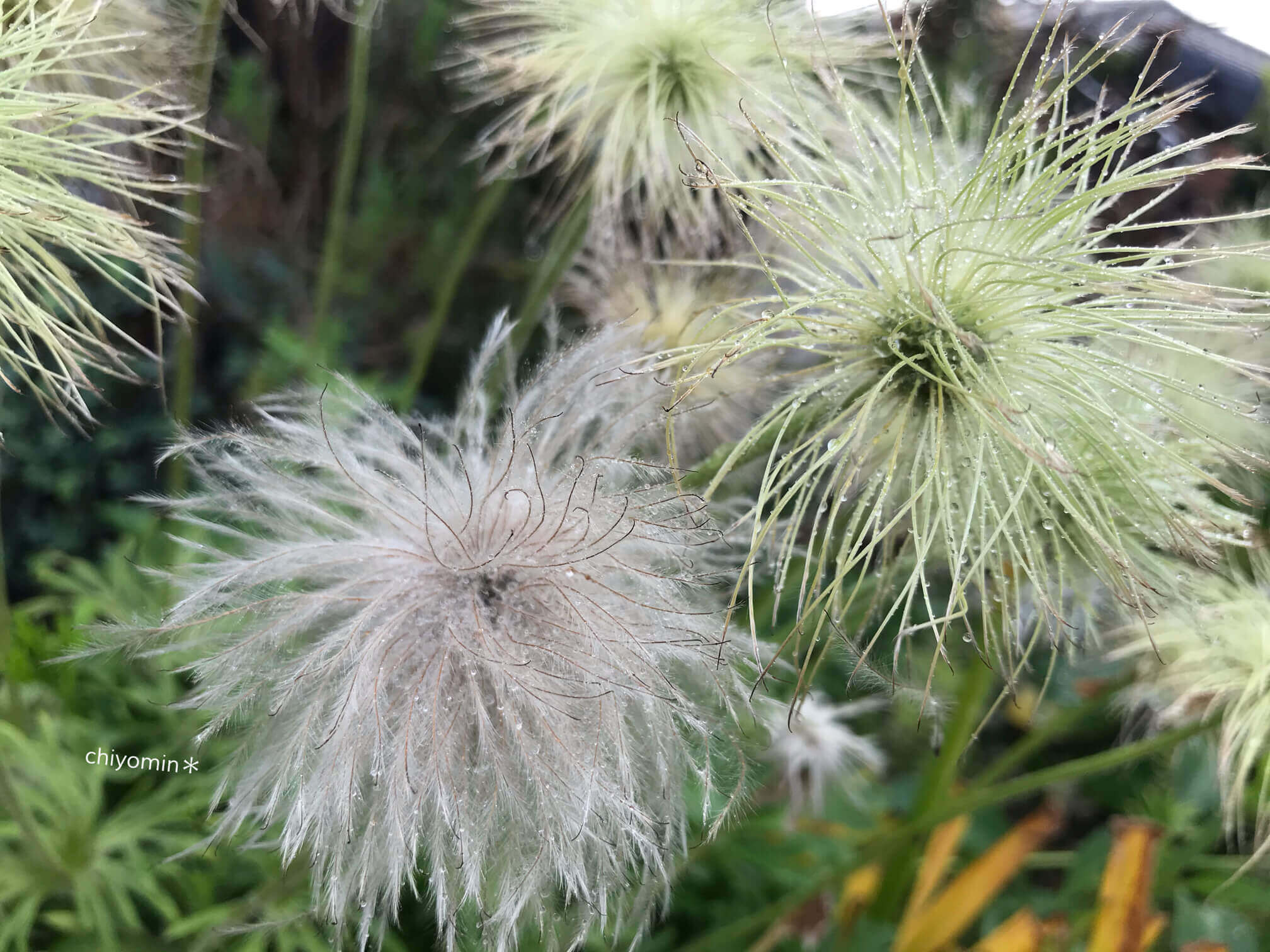 オキナグサの花言葉 花の特徴や意味 別名が多い Greensnap グリーンスナップ