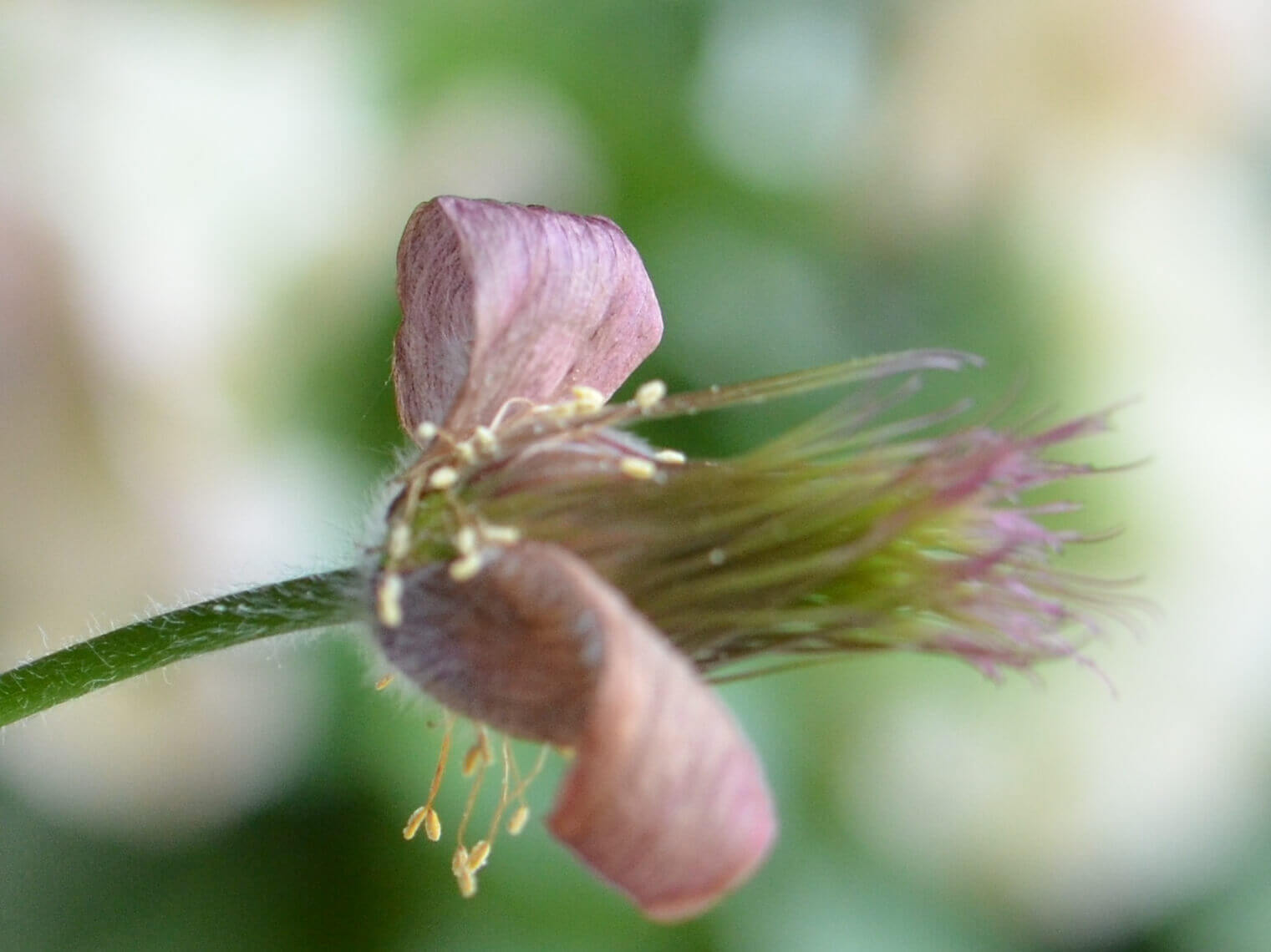 オキナグサの花言葉 花の特徴や意味 別名が多い Greensnap グリーンスナップ