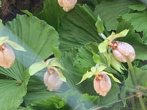クマガイソウ 熊谷草 の花言葉 意味や種類 ユニークな唇弁がある花 Greensnap グリーンスナップ
