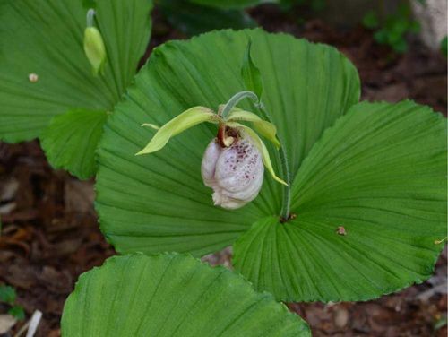 クマガイソウ 熊谷草 の花言葉 意味や種類 ユニークな唇弁がある花 Greensnap グリーンスナップ