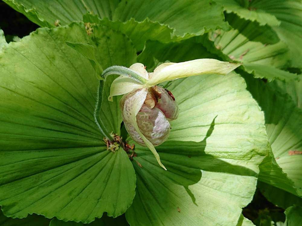 クマガイソウ(熊谷草)の花言葉｜意味や種類、ユニークな唇弁がある花｜🍀GreenSnap（グリーンスナップ）