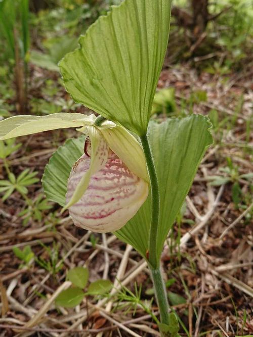 クマガイソウ 熊谷草 の花言葉 意味や種類 ユニークな唇弁がある花 Greensnap グリーンスナップ