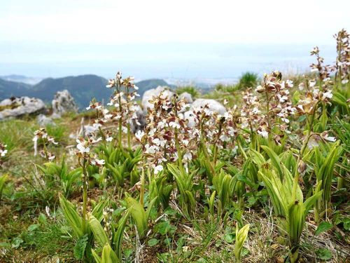 エビネの花言葉 花の特徴や種類 変わった名前の由来は Greensnap グリーンスナップ