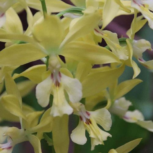 エビネの花言葉 花の特徴や種類 変わった名前の由来は Greensnap グリーンスナップ