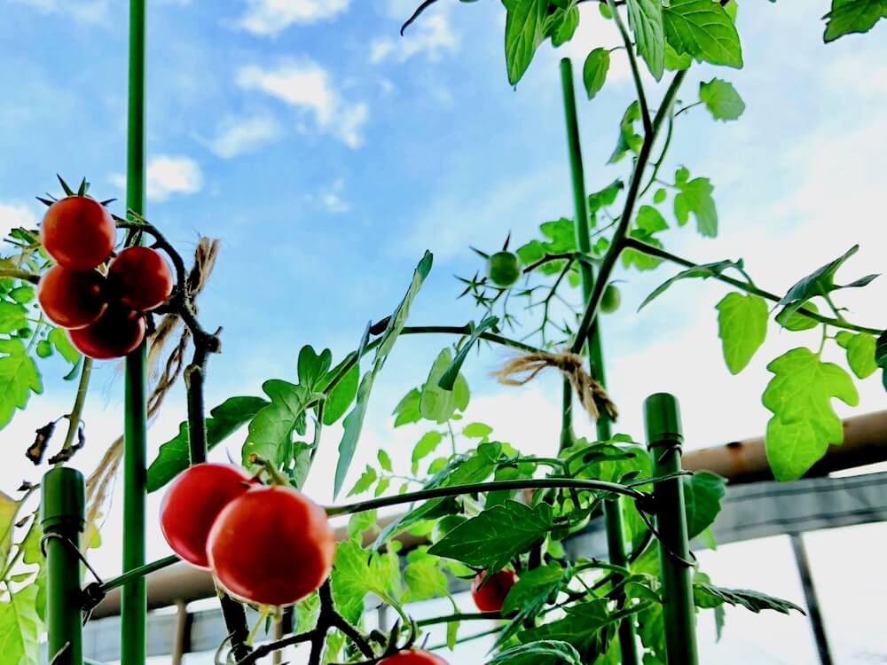トマトの育て方 プランター栽培のコツは 水やり頻度は Greensnap グリーンスナップ