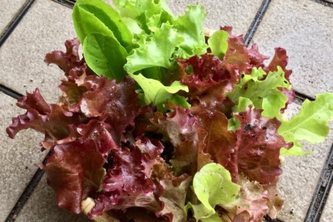 プランターで野菜を育てよう 始め方と簡単に育つ野菜15選 Greensnap グリーンスナップ