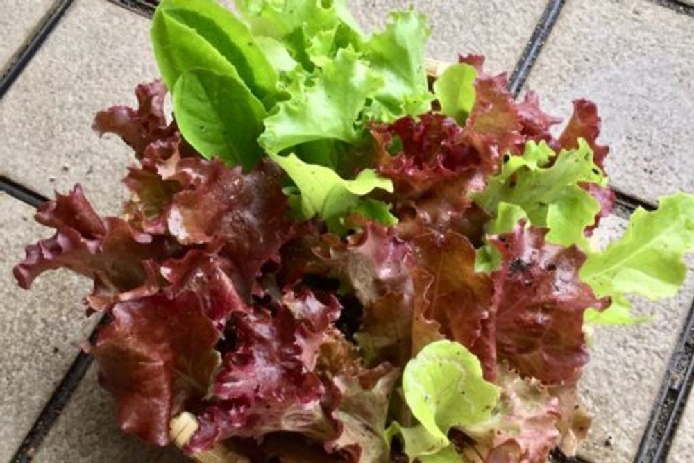 ベランダ菜園　家庭菜園　　野菜　ベビーリーフ