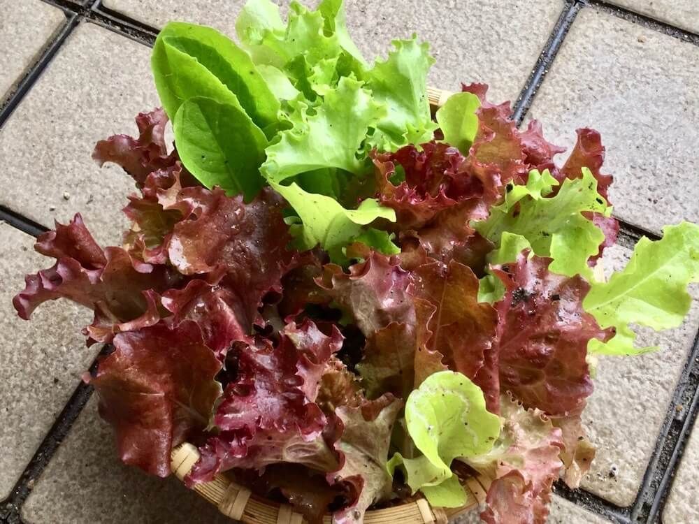 ベランダ菜園　家庭菜園　　野菜　ベビーリーフ