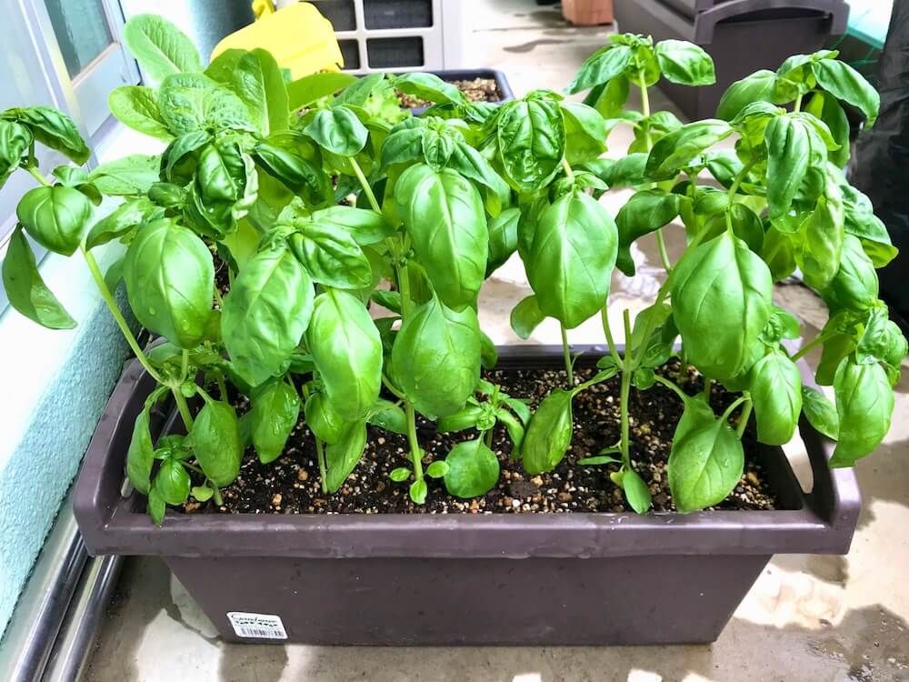 ベランダ菜園　家庭菜園　　野菜　バジル　ハーブ