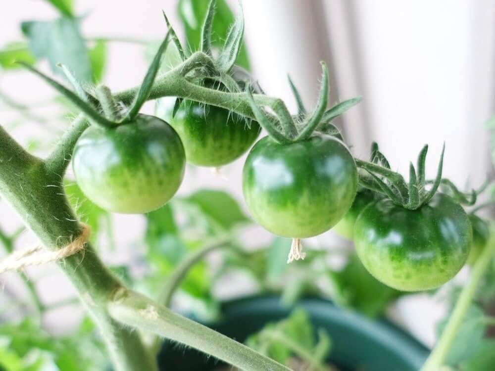ベランダ菜園で野菜ミニトマトを育てている写真