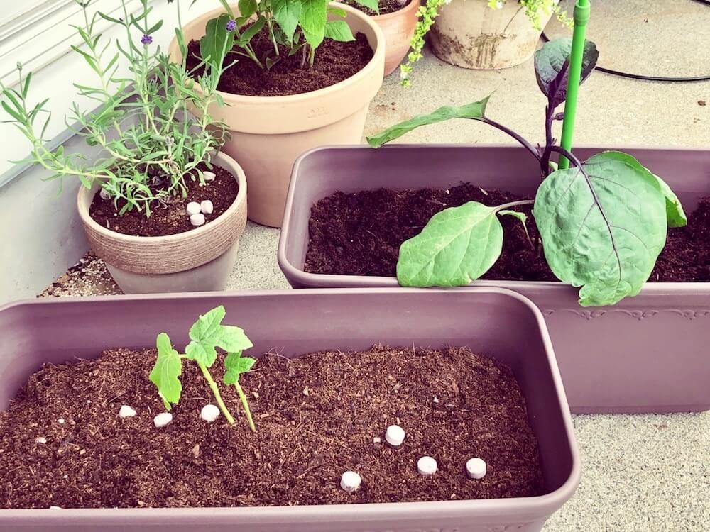 ベランダ菜園　家庭菜園　　野菜