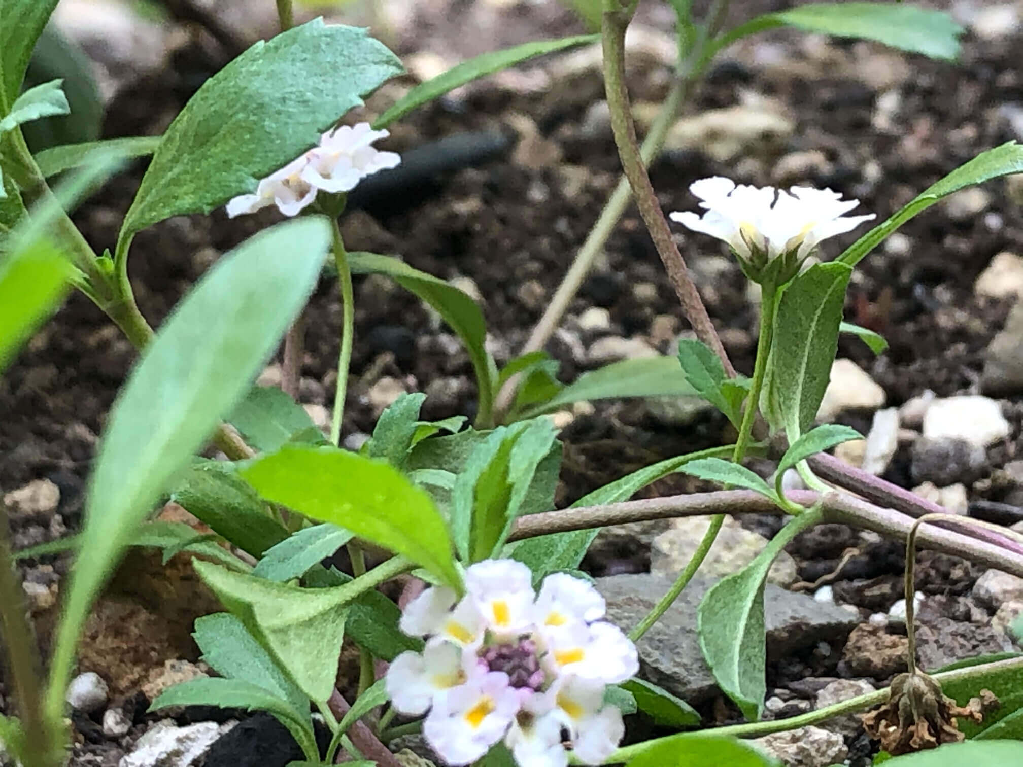 ヒメイワダレソウの花言葉 花の特徴や種類 見頃の時期は Greensnap グリーンスナップ