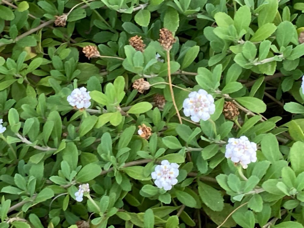 ヒメイワダレソウ